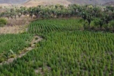 'Floresta de maconha': polícia encontra plantação com aproximadamente 50 mil pés