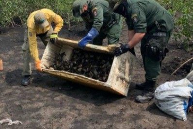 Patrulhamento de rotina da GM apreende caranguejos pegos ilegalmente