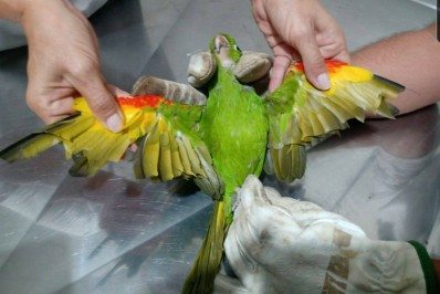 Guarda Ambiental resgata Maritaca em Saquarema