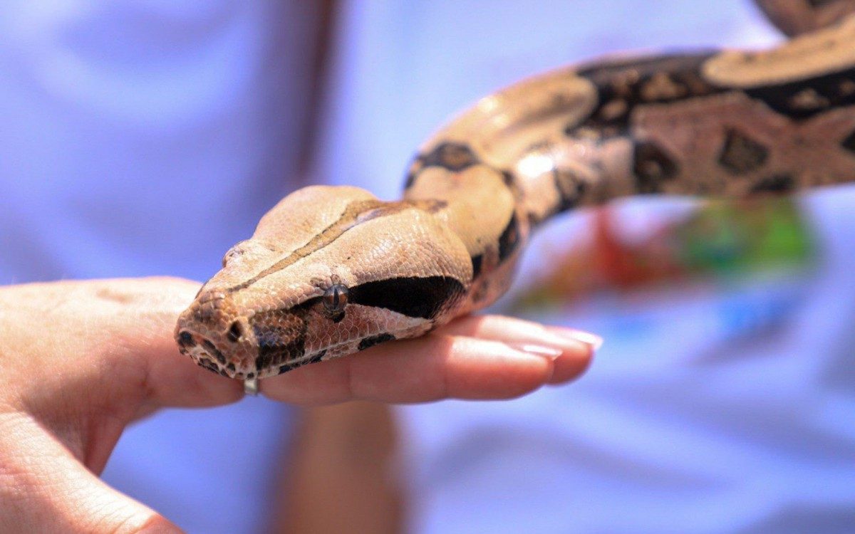 Dia de S&atilde;o Francisco de Assis &eacute; comemorado com B&ecirc;n&ccedil;&atilde;o aos Animais em Meriti
