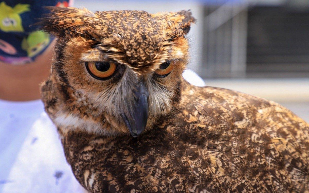 Dia de S&atilde;o Francisco de Assis &eacute; comemorado com B&ecirc;n&ccedil;&atilde;o aos Animais em Meriti
