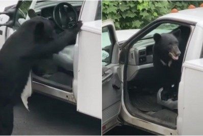 Vídeo: urso invade carro estacionado em busca de comida nos EUA