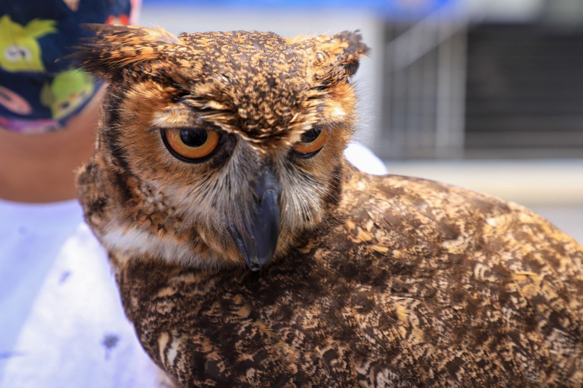 Dia de S&atilde;o Francisco de Assis &eacute; comemorado com B&ecirc;n&ccedil;&atilde;o aos Animais em Meriti  - BETO FRANZEM 