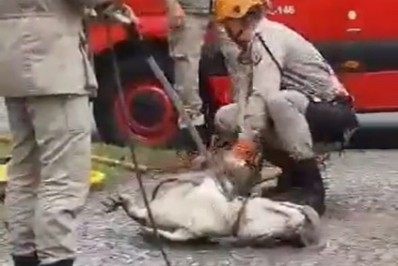 Jacaré 'dá trabalho' para bombeiros em resgate na Barra da Tijuca