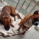 Mulher invade casa e tenta matar cachorros com facão em São Pedro da Aldeia