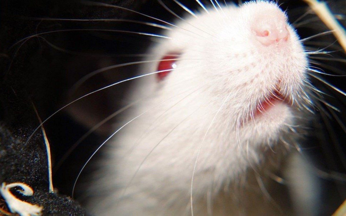 Empatia entre roedores