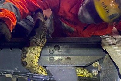 Sucuri de 2 metros é encontrada debaixo do estepe por caminhoneiro