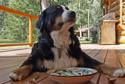 Bernese, uma ótima companhia