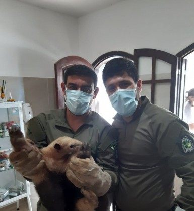 Guarda ambiental de Saquarema resgata Tamanduá-mirim - Divulgação