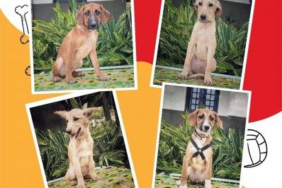 Focinhos Carentes: Feira de Paty do Alferes promove adoção responsável