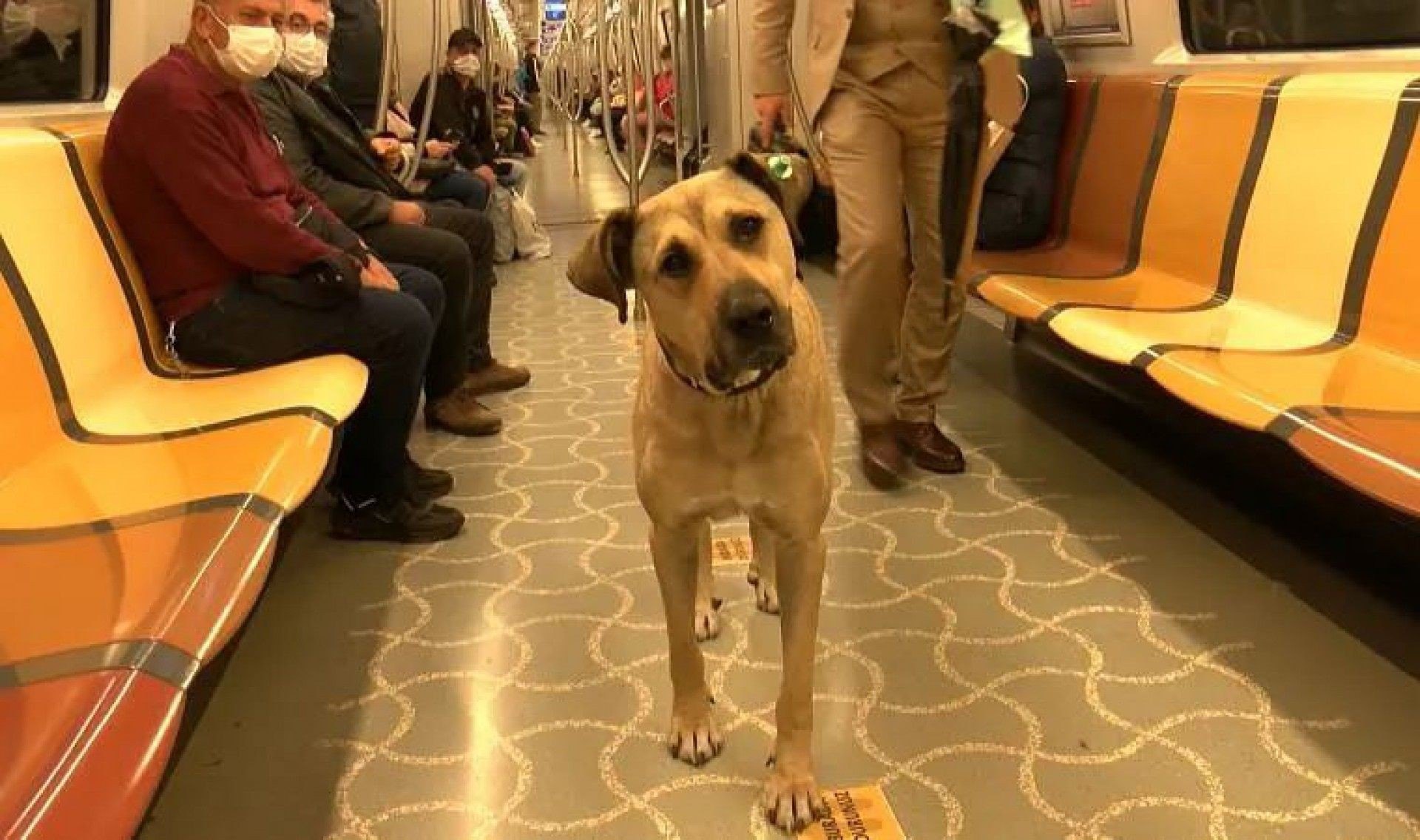 Cachorro chama atenção por usar transporte público diariamente em Istambul - Reprodução Redes Sociais 