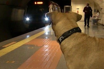 Cachorro chama atenção por usar transporte público diariamente em Istambul