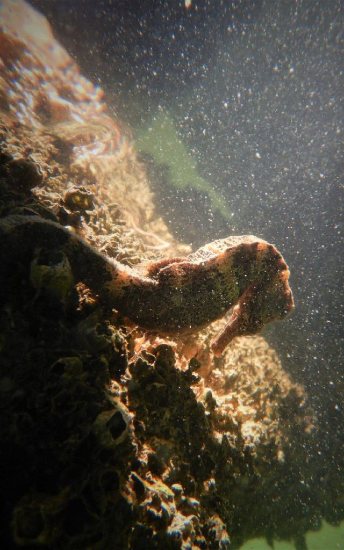 Foto: Projeto Cavalos-Marinhos/RJ
