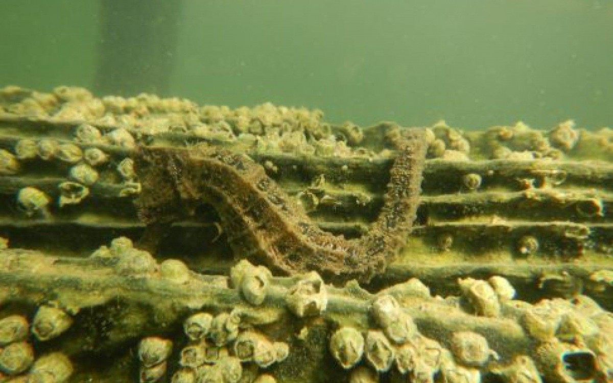 Foto: Projeto Cavalos-Marinhos/RJ
