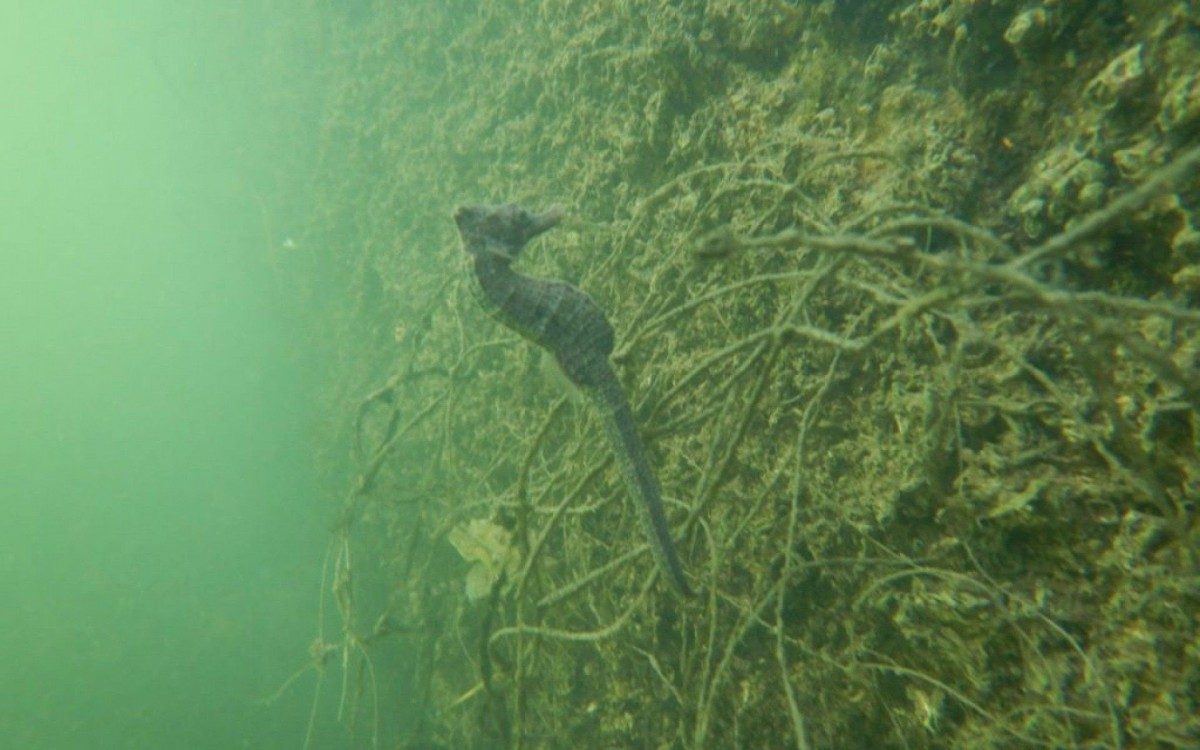 Foto: Projeto Cavalos-Marinhos/RJ
