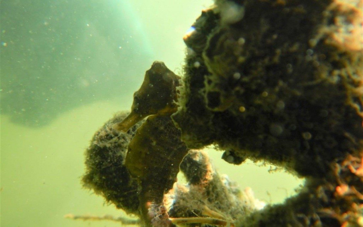 Foto: Projeto Cavalos-Marinhos/RJ
