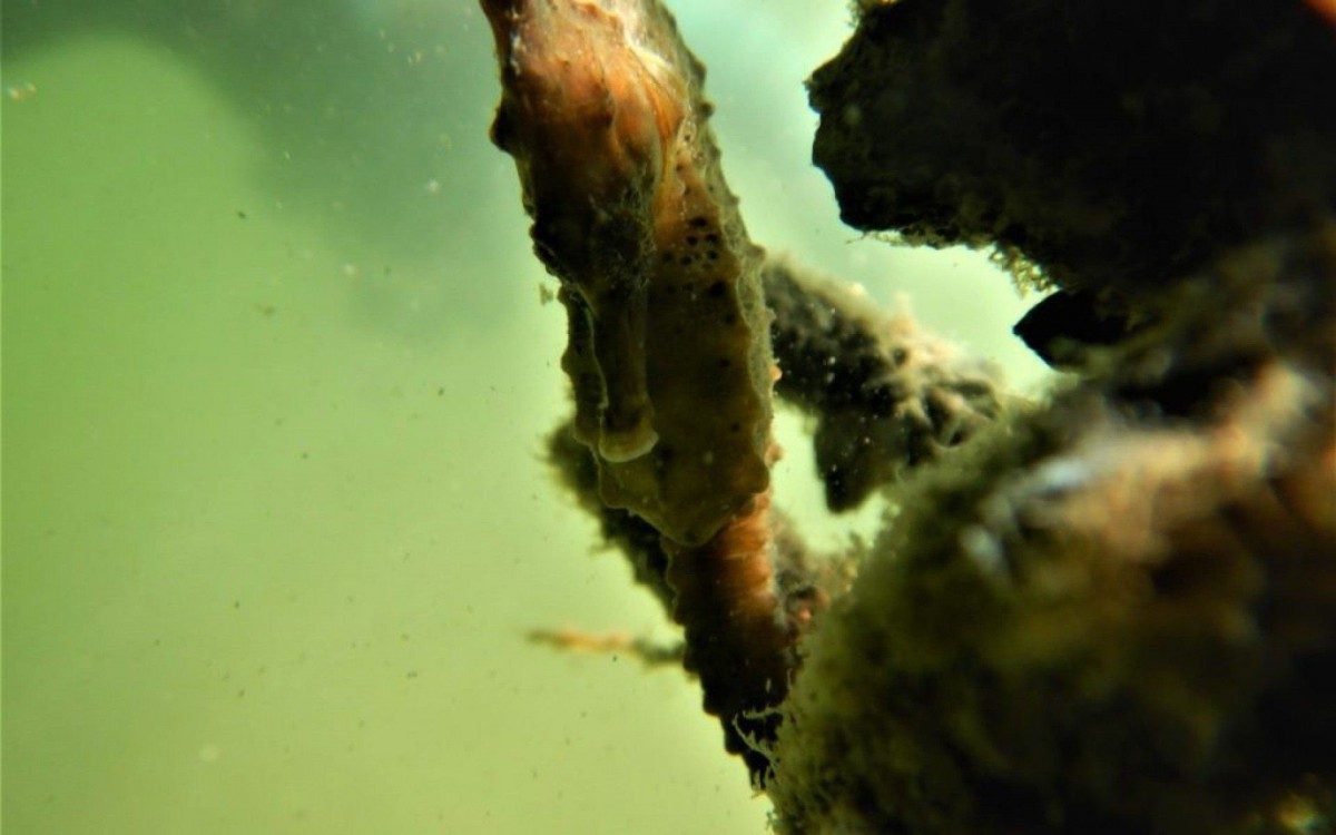 Foto: Projeto Cavalos-Marinhos/RJ
