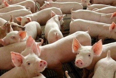 Porcos serão sacrificados após casos de peste suína