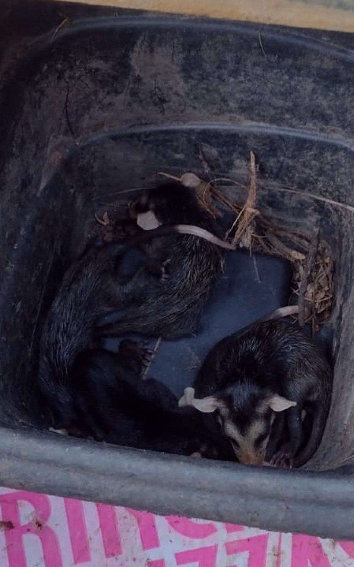 Cinco filhotes de gamb&aacute; foram resgatados em resid&ecirc;ncia no bairro Coreia