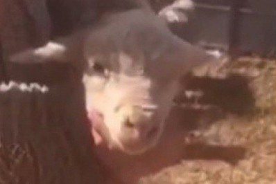 Ovelha de cinco patas nasce com 'membro extra' no crânio; veja