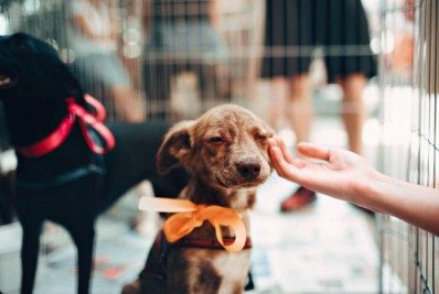 Prefeitura promove feira de adoção de cães e gatos no domingo, 17/10