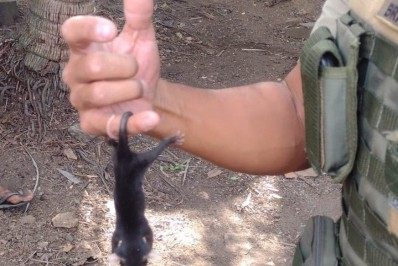 Cinco filhotes de gambá são resgatados em residência no bairro Coreia