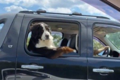 Cachorro com 'braço de fora' na janela joga charme para o carro vizinho