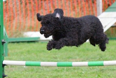 Conheça agility, para deixar seu cão em forma