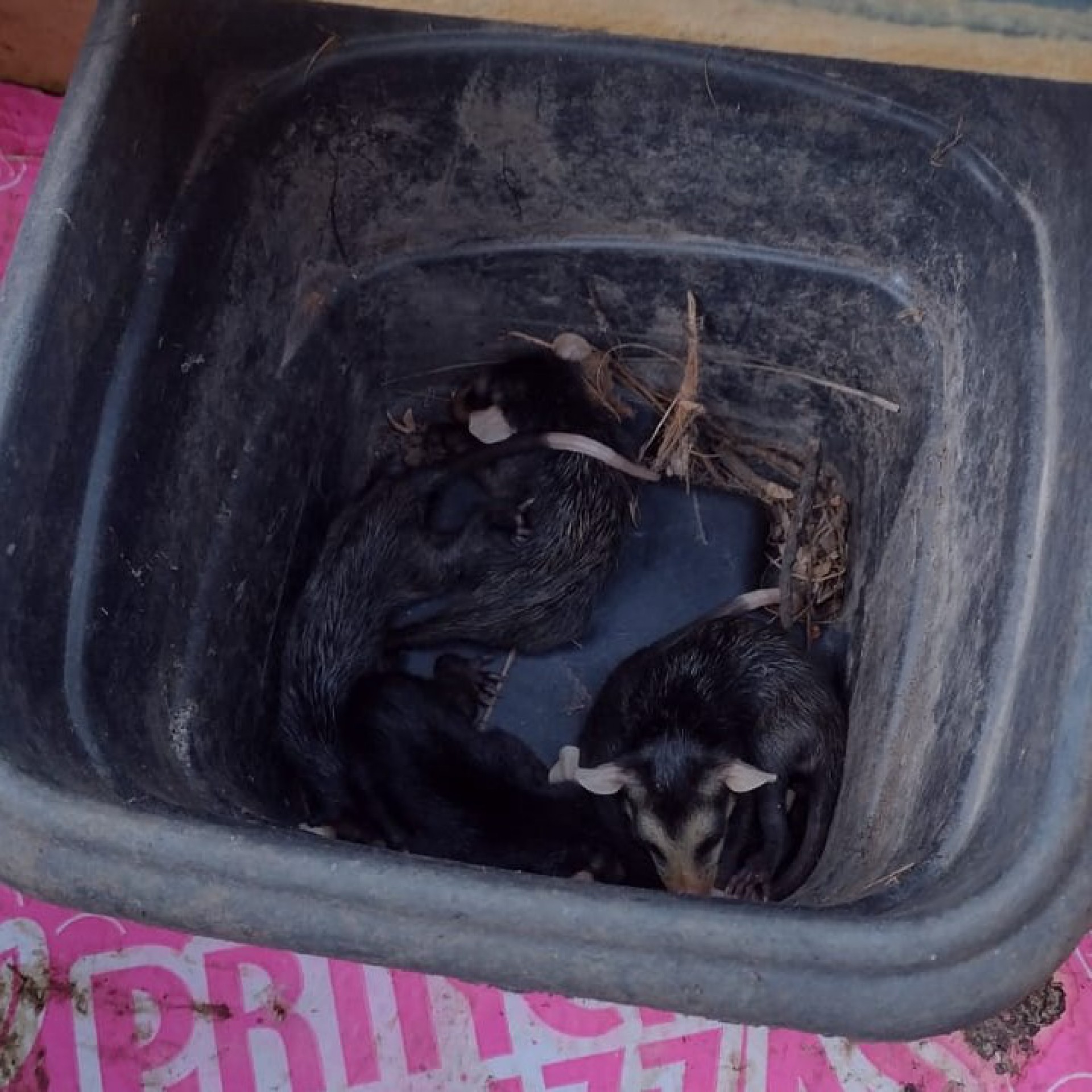 Cinco filhotes de gambá foram resgatados em residência no bairro Coreia - Divulgação