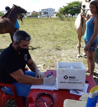 Saquarema inicia vacinação antirrábica em equinos e muares - Divulgação