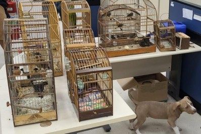 Oito pessoas são presas durante ação contra tráfico de animais silvestres e maus-tratos na Feira de Caxias