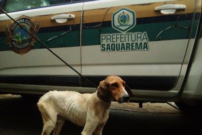 Guarda Civil resgata animais que sofriam maus-tratos no Condado