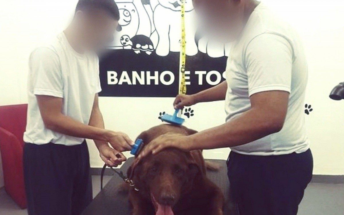 Internos t&ecirc;m a oportunidade de aprender a profiss&atilde;o de 'banhista de pet'