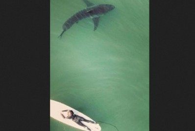 Vídeo: surfista é flagrado nadando perto de tubarão-branco em praia da Califórnia