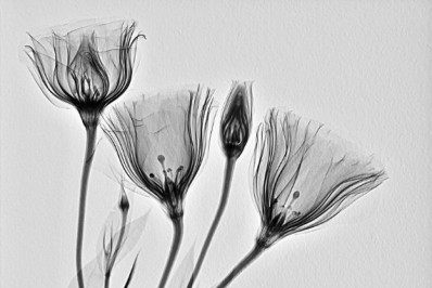 Exposição no Jardim Botânico alerta para importância do diagnóstico precoce do câncer de mama