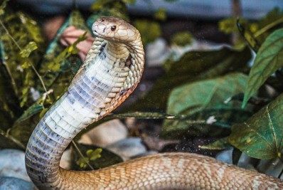Assassinatos com cobras peçonhentas ganham força na Índia; entenda!