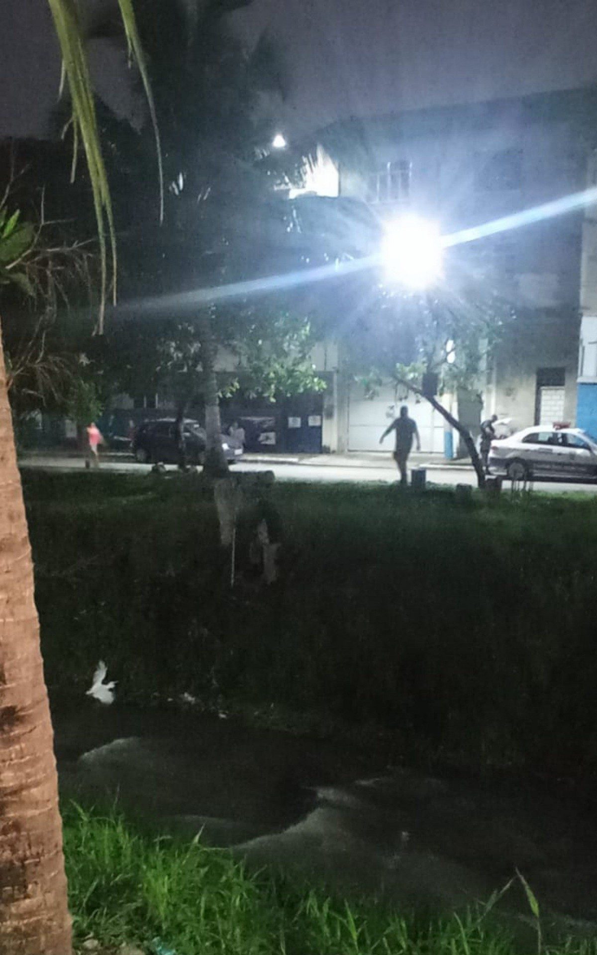 Os animais foram encaminhados para o Centro de Triagem de Animais Silvestres do Ibama