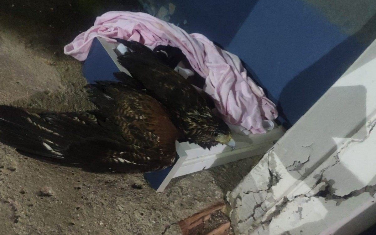 A &aacute;guia foi encontrada no 20&ordm; Batalh&atilde;o da Pol&iacute;cia Militar 