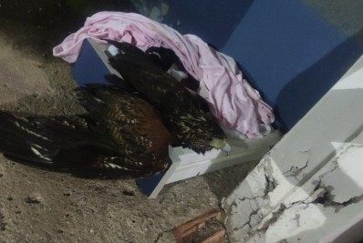 Águia encontrada no 20º BPM e garça são resgatadas em Mesquita