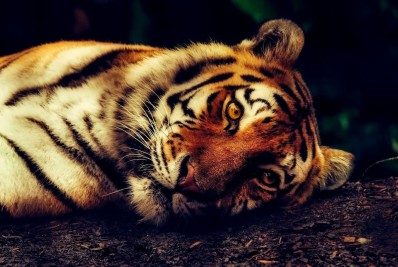 O que significa sonhar com tigre?