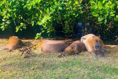 Adolescente é atacado por capivara durante passeio com cadela na Lagoa