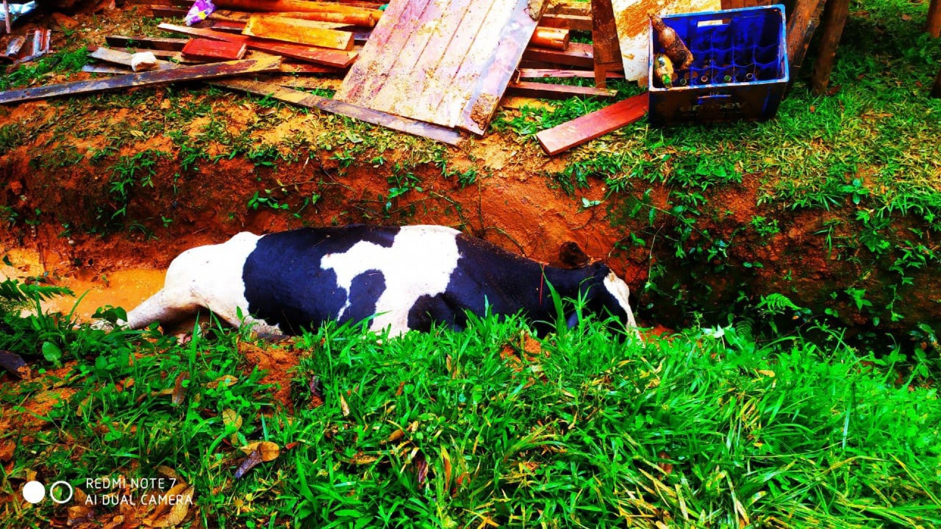 Seis vacas morreram depois que barranco desmoronou e destruiu restaurante - Redes Sociais