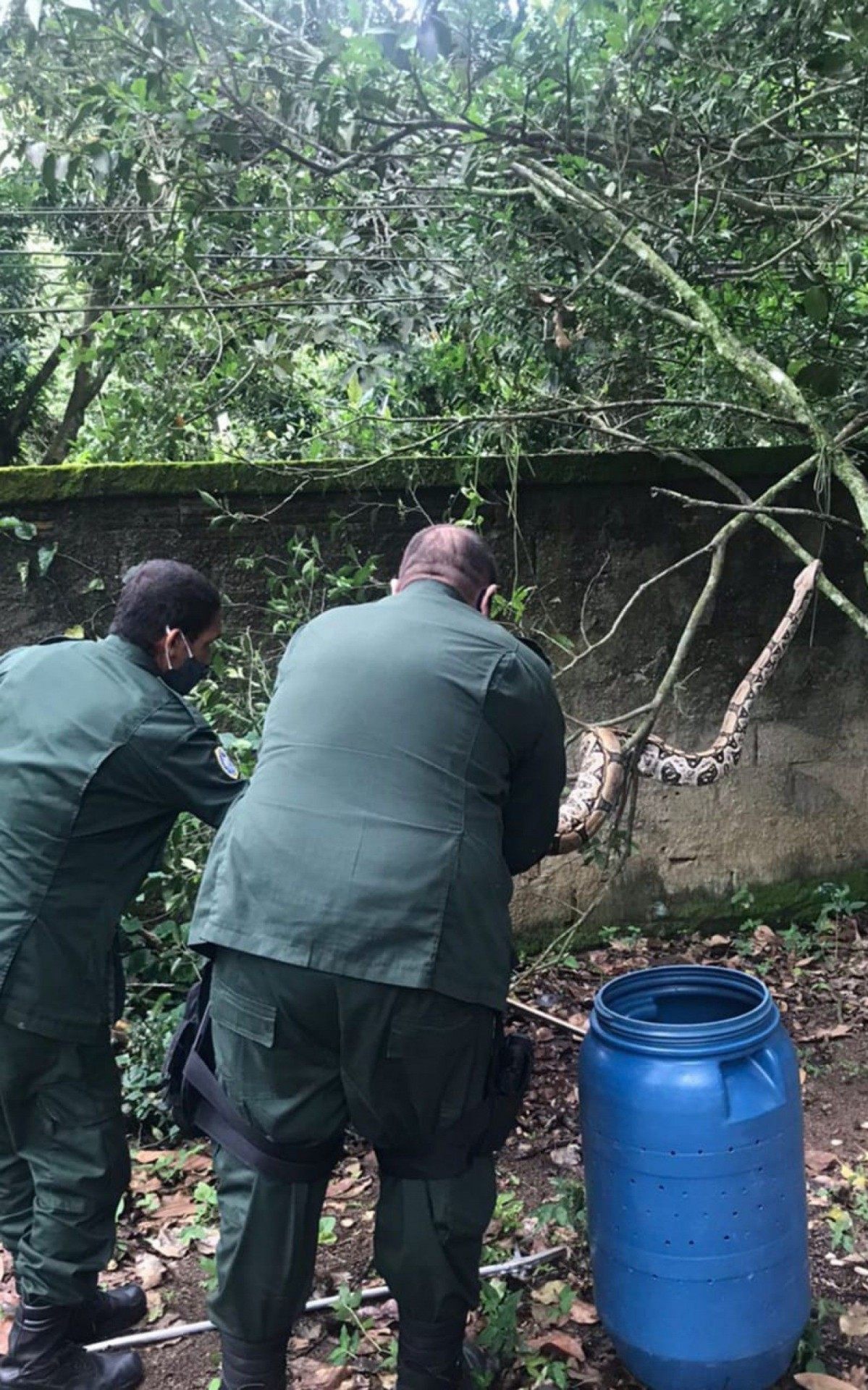 Cobra de tr&ecirc;s metros assusta moradores e &eacute; resgatada por guardas ambientais em Niter&oacute;i