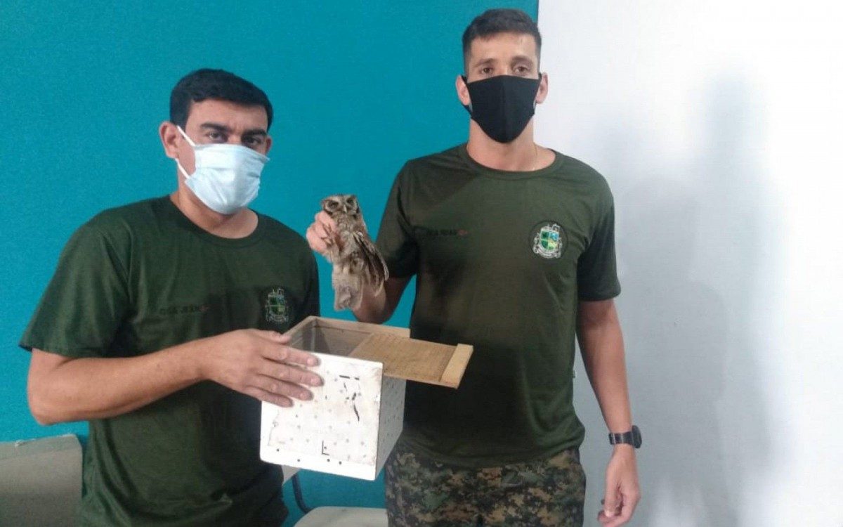 Guarda Ambiental foi acionada e resgatou a coruja