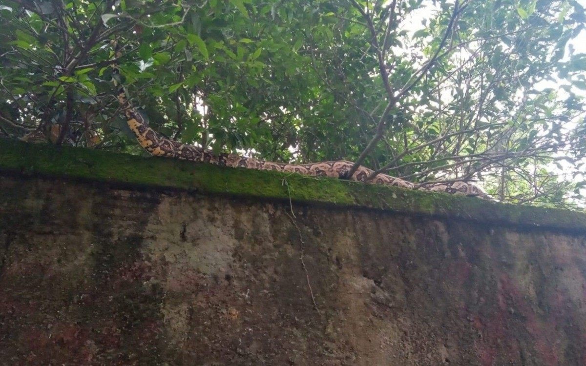 Cobra de tr&ecirc;s metros assusta moradores e &eacute; resgatada por guardas ambientais em Niter&oacute;i