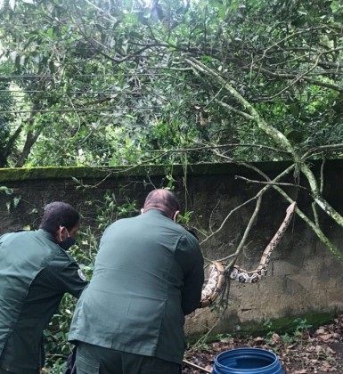 Cobra de tr&ecirc;s metros assusta moradores e &eacute; resgatada por guardas ambientais em Niter&oacute;i - Divulga&ccedil;&atilde;o/ Guarda Ambiental de Niter&oacute;i