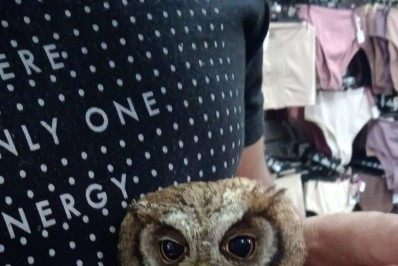 Coruja é encontrada dentro de uma loja de roupas em Saquarema