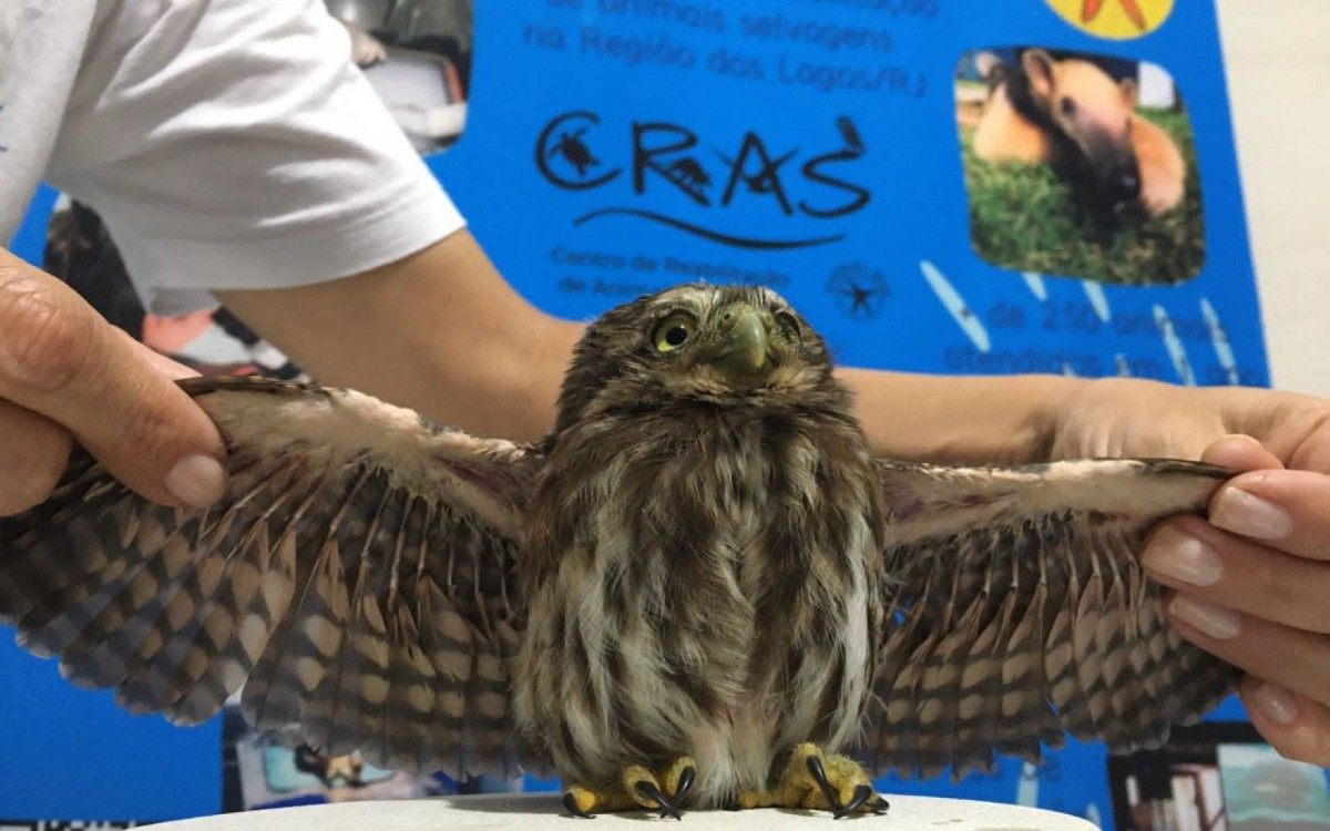 Coruja Buraqueira resgatada no Retiro