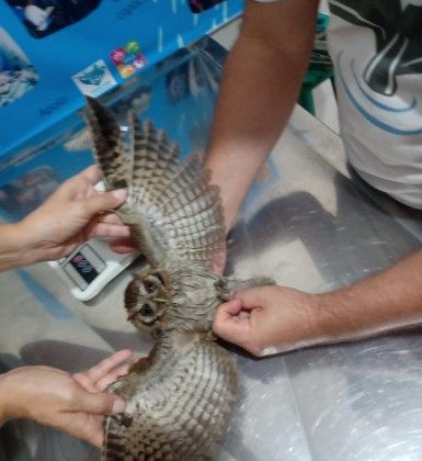 Mocho  foi resgatado dentro de uma loja  de roupas em Bacax&aacute; - DIVULGA&Ccedil;&Atilde;O