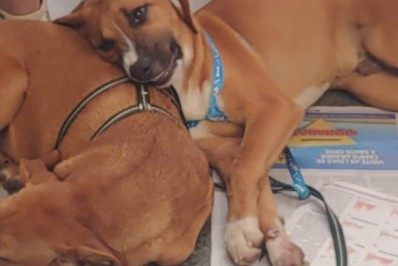 Feira de adoção vai até as 16h, na Estação Livre, em Nova Friburgo